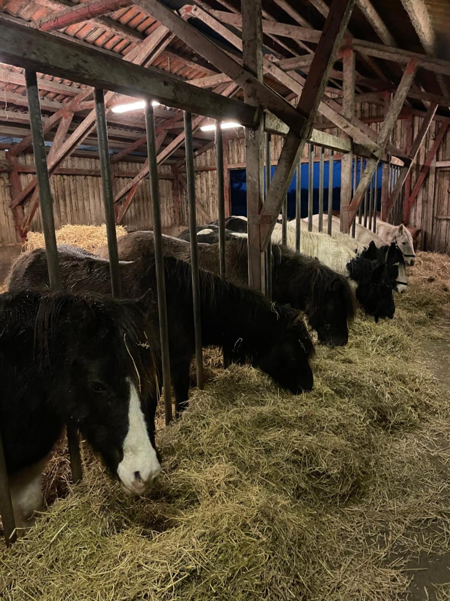 Séjour à la ferme Lille Degnbøl