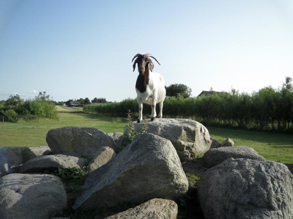 Lille Séjour à la ferme