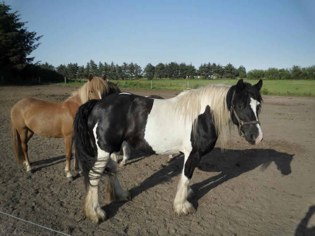Séjour à la ferme Lille Degnbøl